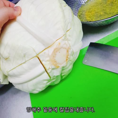 양배추 5.png